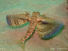 Dactylopterus volitans