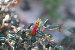 Correa decumbens