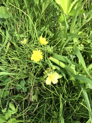 Potentilla kleiniana