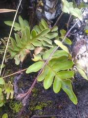 Pleopeltis thyssanolepis