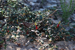 Correa decumbens