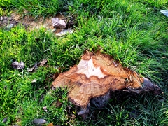 Roseodendron donnell-smithii