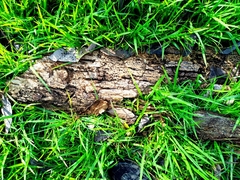 Roseodendron donnell-smithii