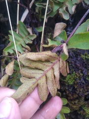 Pleopeltis thyssanolepis