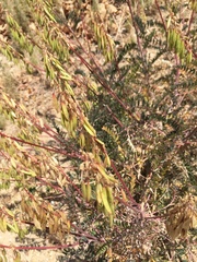 Astragalus trichopodus antisellii