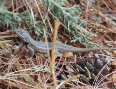 Sceloporus aeneus