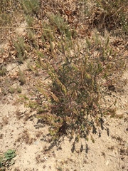 Astragalus trichopodus antisellii