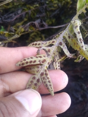 Pleopeltis thyssanolepis