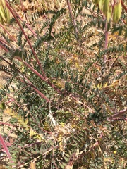 Astragalus trichopodus antisellii