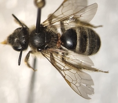 Lasioglossum titusi