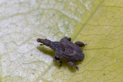 Stephanorhynchus crassus