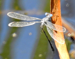 Lestes tridens