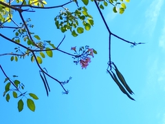 Tabebuia rosea