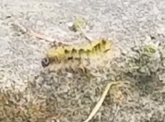 Lophocampa argentata