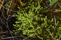 Selaginella eclipes