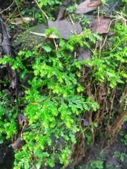 Selaginella flagellata