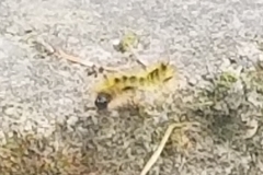Lophocampa argentata