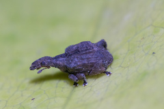 Stephanorhynchus crassus