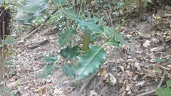 Ilex aquifolium