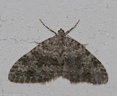 Entephria
