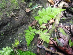 Asplenium abscissum
