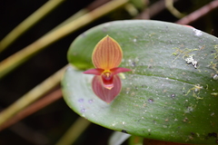 Pleurothallis cardiothallis