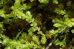 Selaginella eclipes