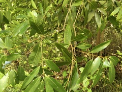 Quercus myrsinifolia