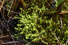 Selaginella eclipes