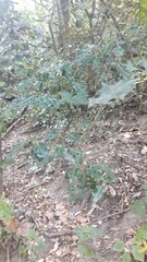 Ilex aquifolium