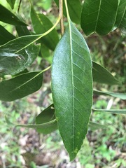 Quercus myrsinifolia
