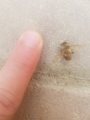 Apis mellifera