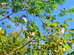 Tabebuia rosea