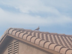 Streptopelia decaocto