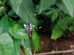 Gasteracantha hecata
