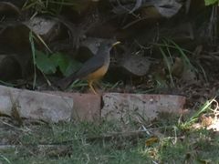 Turdus olivaceus olivaceus