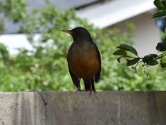 Turdus olivaceus olivaceus