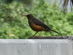 Turdus olivaceus olivaceus