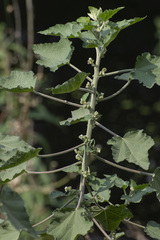 Kearnemalvastrum lacteum