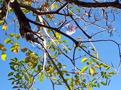 Tabebuia rosea