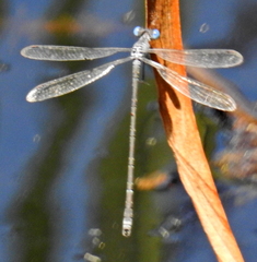 Lestes tridens