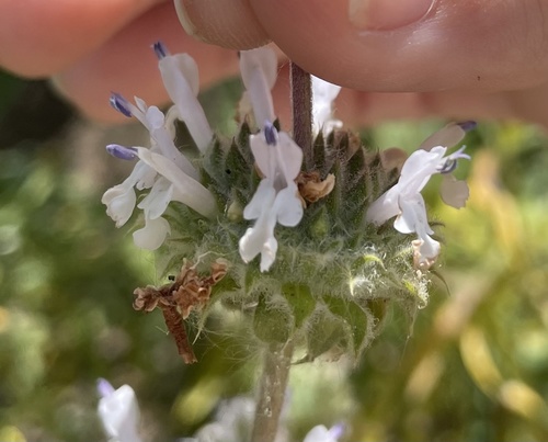 iNaturalist observation photo of black sage