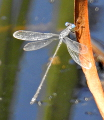 Lestes tridens