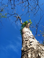 Roseodendron donnell-smithii