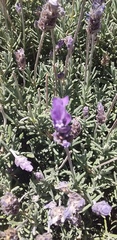 Lavandula