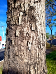 Roseodendron donnell-smithii