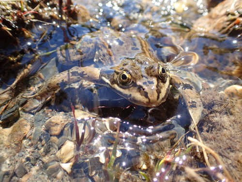 Columbia Spotted Frog