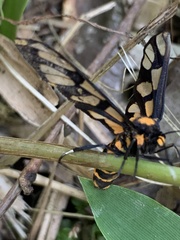 Amata perixanthia