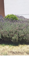 Lavandula