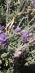 Lavandula